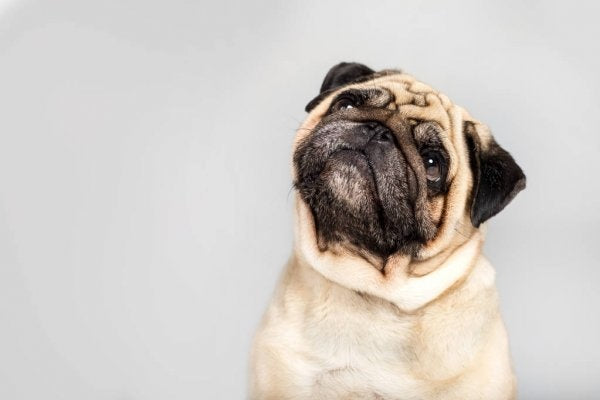 Alles wat je moet weten over artrose bij honden